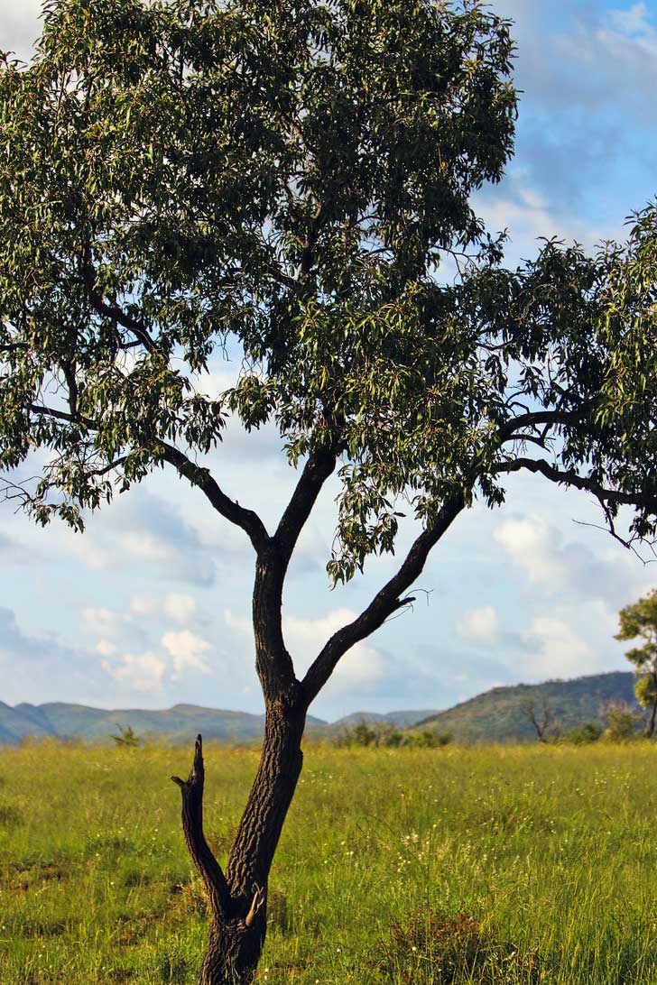 Pilanesberg National Park Safari - an Amazing Day Trip from Johannesburg South Africa // localadventurer.com