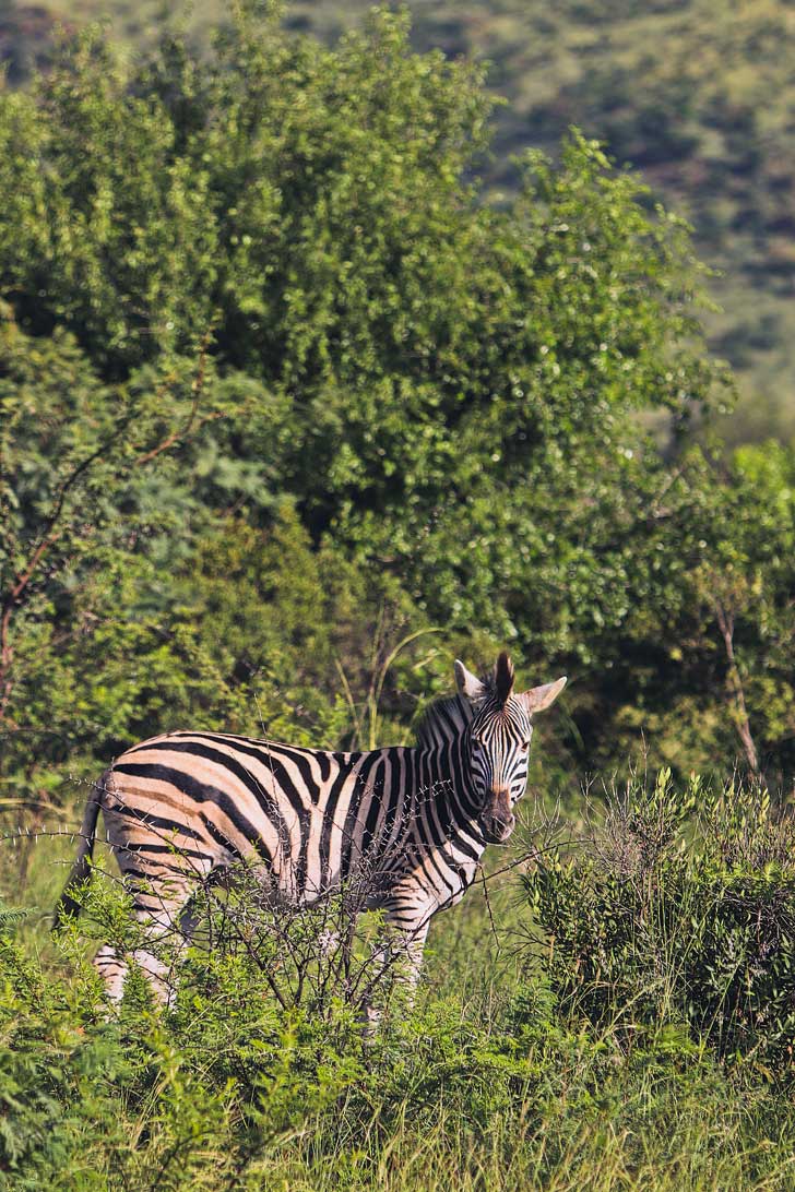 Pilanesberg National Park Safari - an Amazing Day Trip from Johannesburg South Africa // localadventurer.com