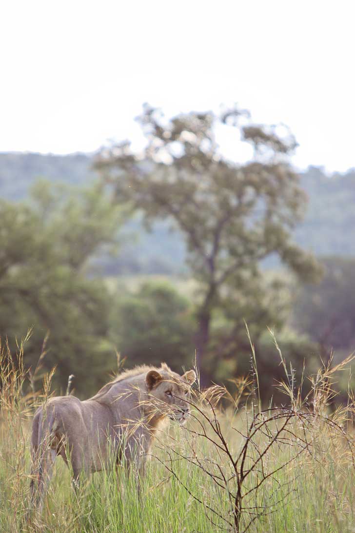 Pilanesberg Game Drive Safari - an Amazing Day Trip from Johannesburg South Africa // localadventurer.com