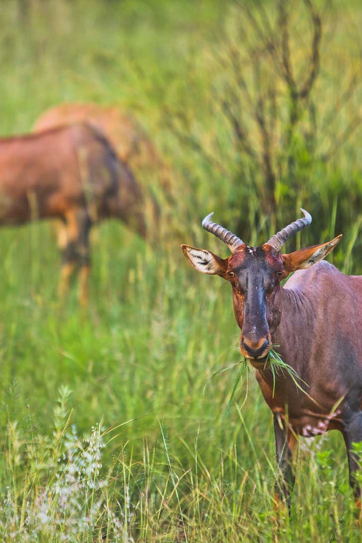 Pilanesberg Game Drive Safari - an Amazing Day Trip from Johannesburg South Africa // localadventurer.com