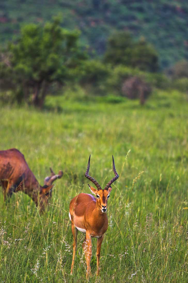 Pilanesberg Game Drive Safari - an Amazing Day Trip from Johannesburg South Africa // localadventurer.com