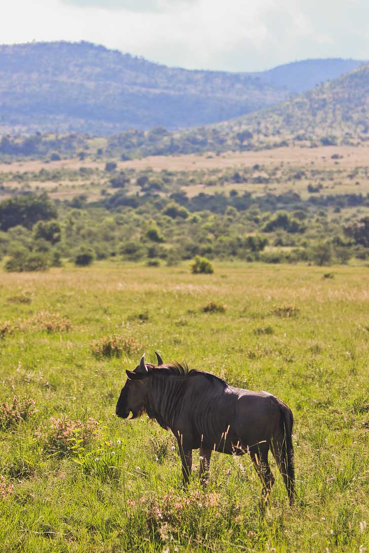 Pilanesberg Game Drive Safari - an Amazing Day Trip from Johannesburg South Africa // localadventurer.com