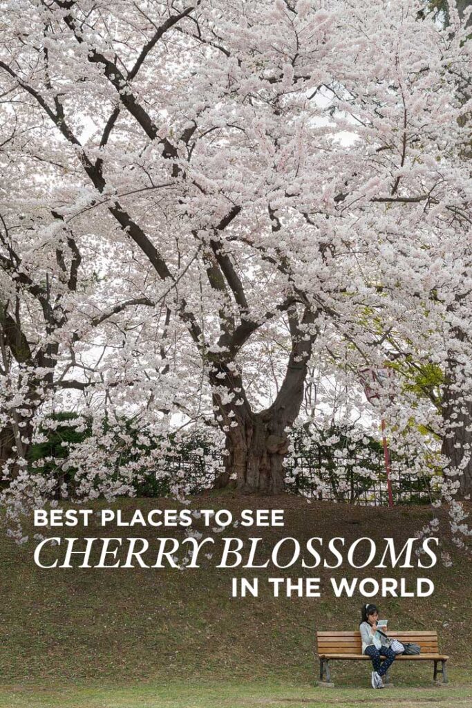 Best Places to See Cherry Blossoms in the World (pc: Robert Pratt) // localadventurer.com