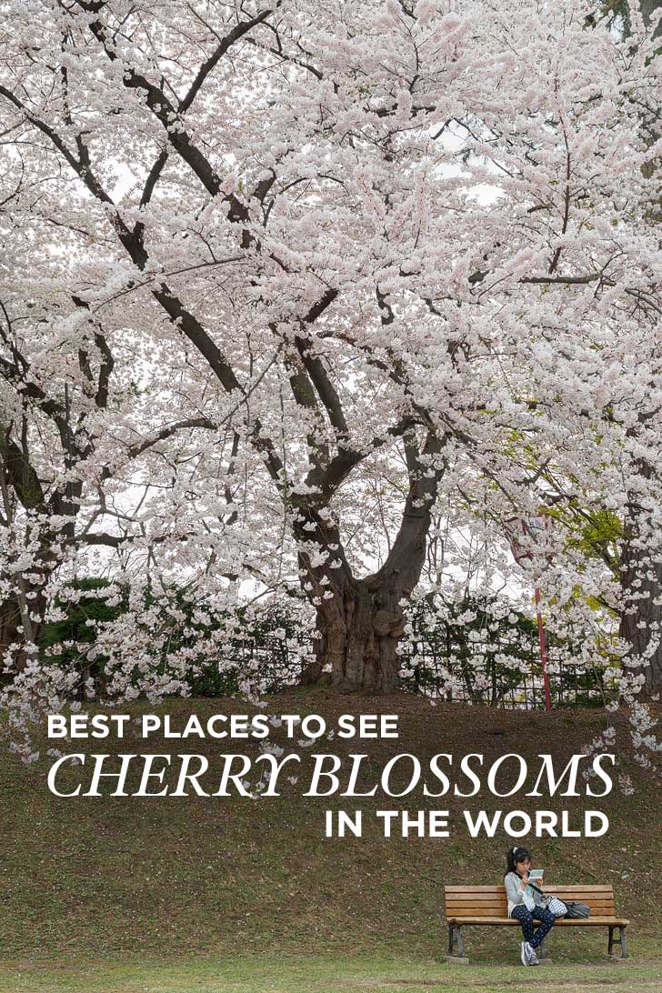    Best Place To See Cherry Blossoms Ftc 1 