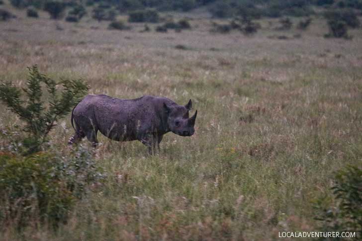 Pilanesburg Safari to see the Big Five - an Amazing Day Trip from Johannesburg South Africa // localadventurer.com