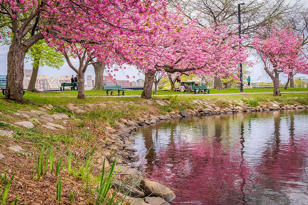 Places to see cherry blossoms near Jersey City NJ