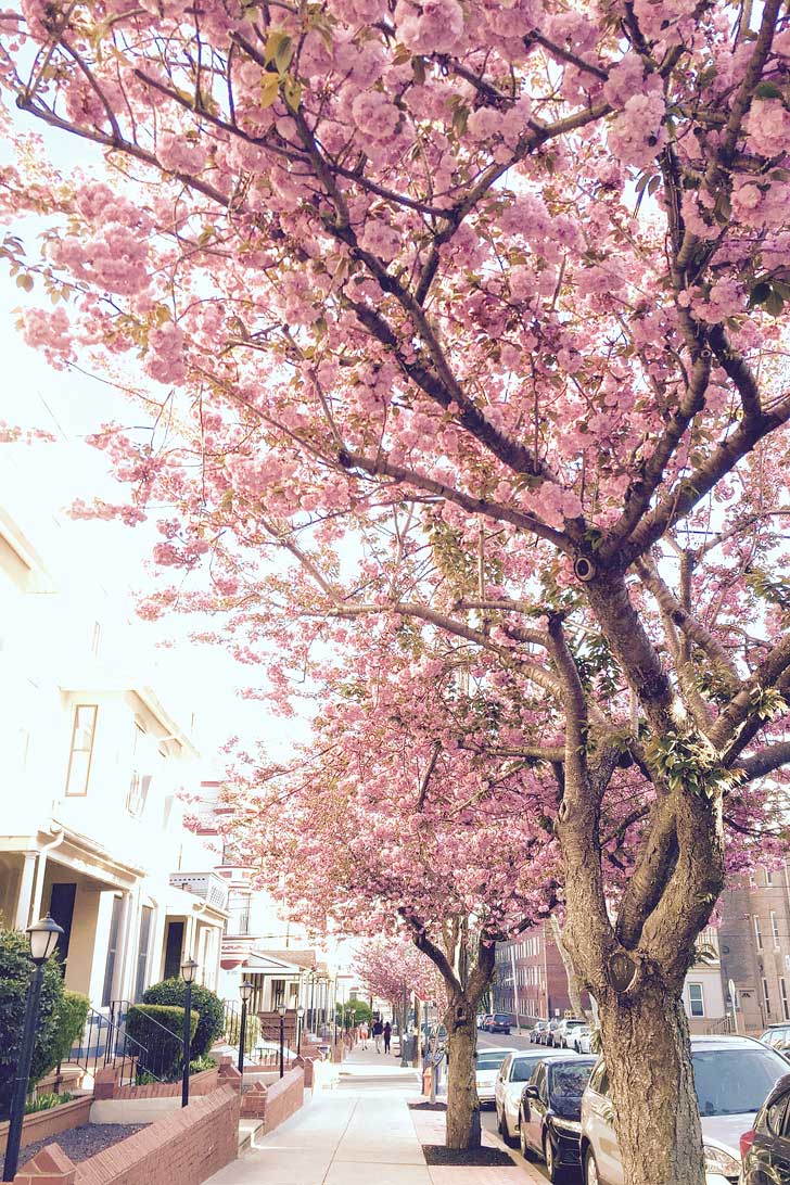 Where to See Cherry Blossoms in the US » Local Adventurer » Travel