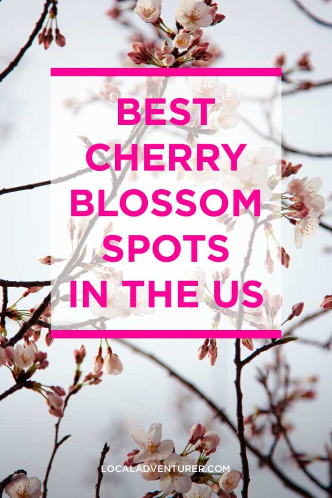 Best Places to See Cherry Blossoms USA Edition // localadventurer.com