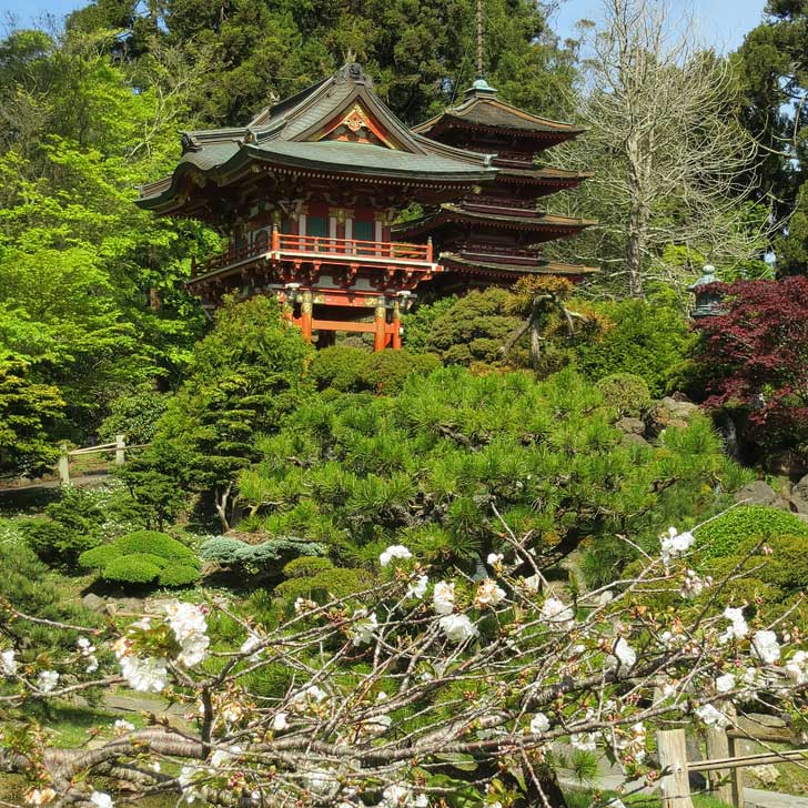 Cherry Blossoms San Francisco, CA - Find them at the Japanese Tea Garden and the meadows of Golden Gate Park - The cherry trees start blooming in mid-March (pc: Ruth Hartnup) // localadventurer.com