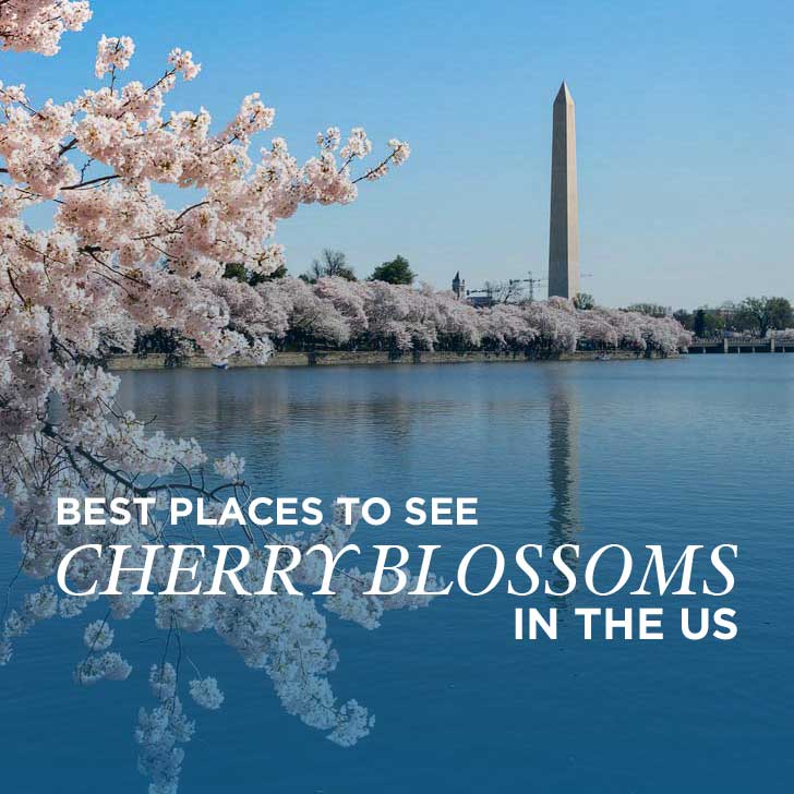 Where to See Cherry Blossoms in the US » Local Adventurer » Travel ...