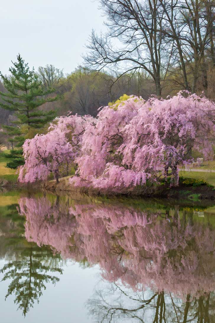 Where to See Cherry Blossoms in the US » Local Adventurer » Travel