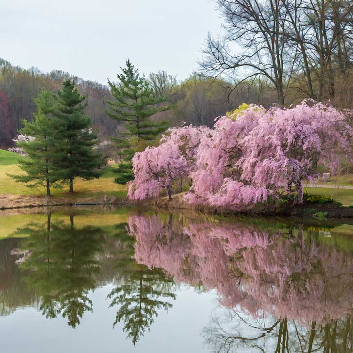 Cherry Blossoms Virginia - Meadowlark Botanical Gardens in Vienna - find the cherry trees surrounding the lake near the entrance to the park as well as walking paths (pc: Tom Stovall) // localadventurer.com