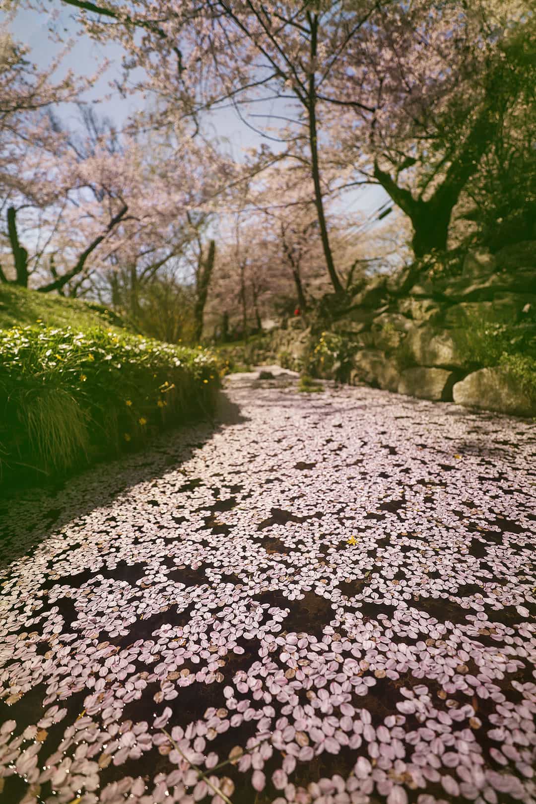 Is Belleville really the 'Cherry Blossom Capital?