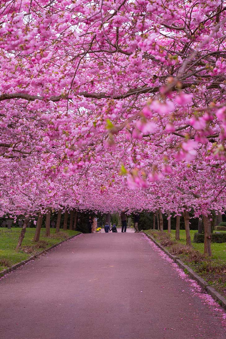 15 Amazing Places to See Cherry Blossoms in the World