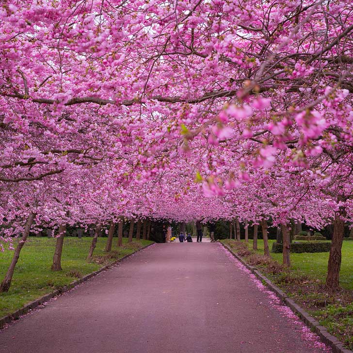 Copenhagen Denmark - Copenhagen Sakura Festival - Where to See Cherry Blossoms in the World - Over 200 cherry trees were planted in Langelinie Park (pc: Alex Berger) // localadventurer.com