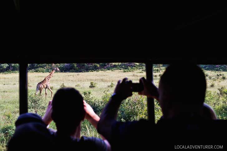 Go SAfari South Africa Safari to Pilanesberg National Park - an Amazing Day Trip from Johannesburg South Africa // localadventurer.com