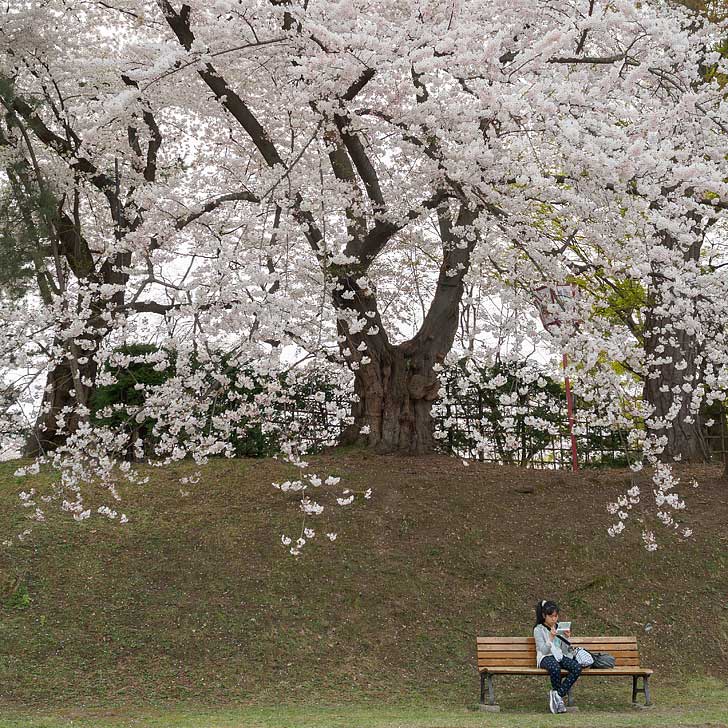 Hirosaki Japan - Hirosaki Festival - Best Places to See Cherry Blossoms. At night Hirosaki Park is illuminated until 10pm (pc: Robert Pratt) // localadventurer.com