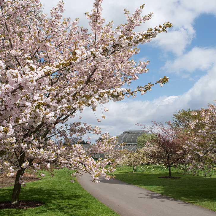 London England (pc: Kew on Flicker) - Cherry Blossoms London - Today you can expect to find the pink blossoms of Prunus Kanzan and Prunus Asano as well as the white blooms of Prunus Taihaku // localadventurer.com