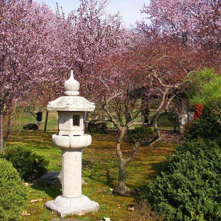 Cherry Blossoms Missouri Botanical Garden in St Louis - weeping 40 Higan cherry trees as well as Yoshino, Twenty Centennial, and Sargent varieties (pc: John W. Schulze) // localadventurer.com