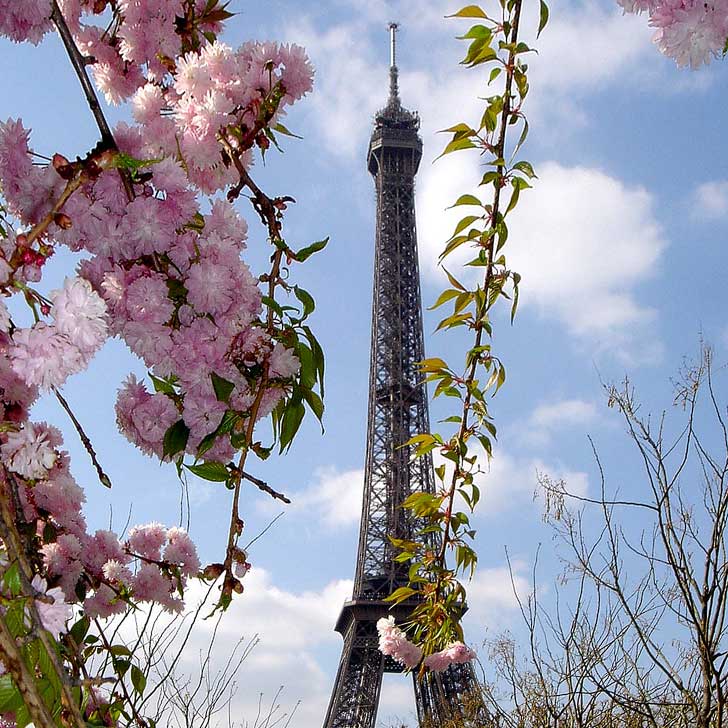 Google Earth Cherry Blossoms Tours Around the World