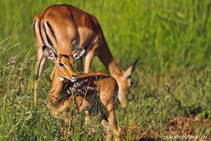 Pilanesberg Game Reserve Safari - an Amazing Day Trip from Johannesburg South Africa // localadventurer.com