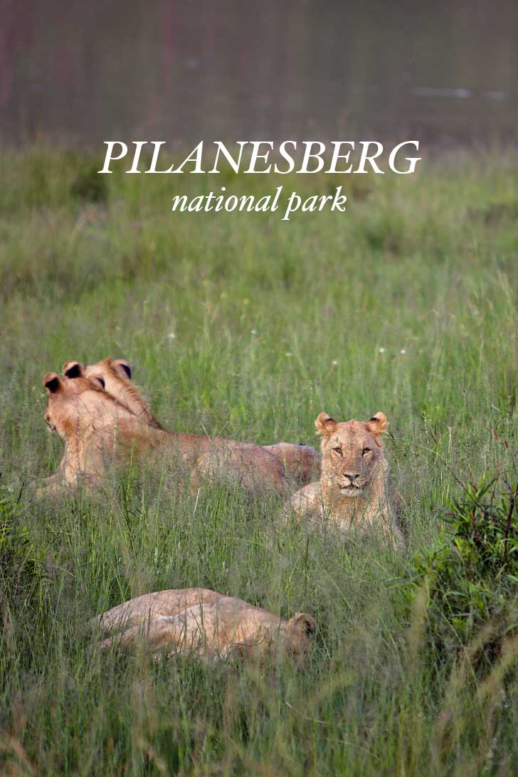 An Amazing Safari Day Trip to Pilanesberg National Park from Johannesburg South Africa // localadventurer.com