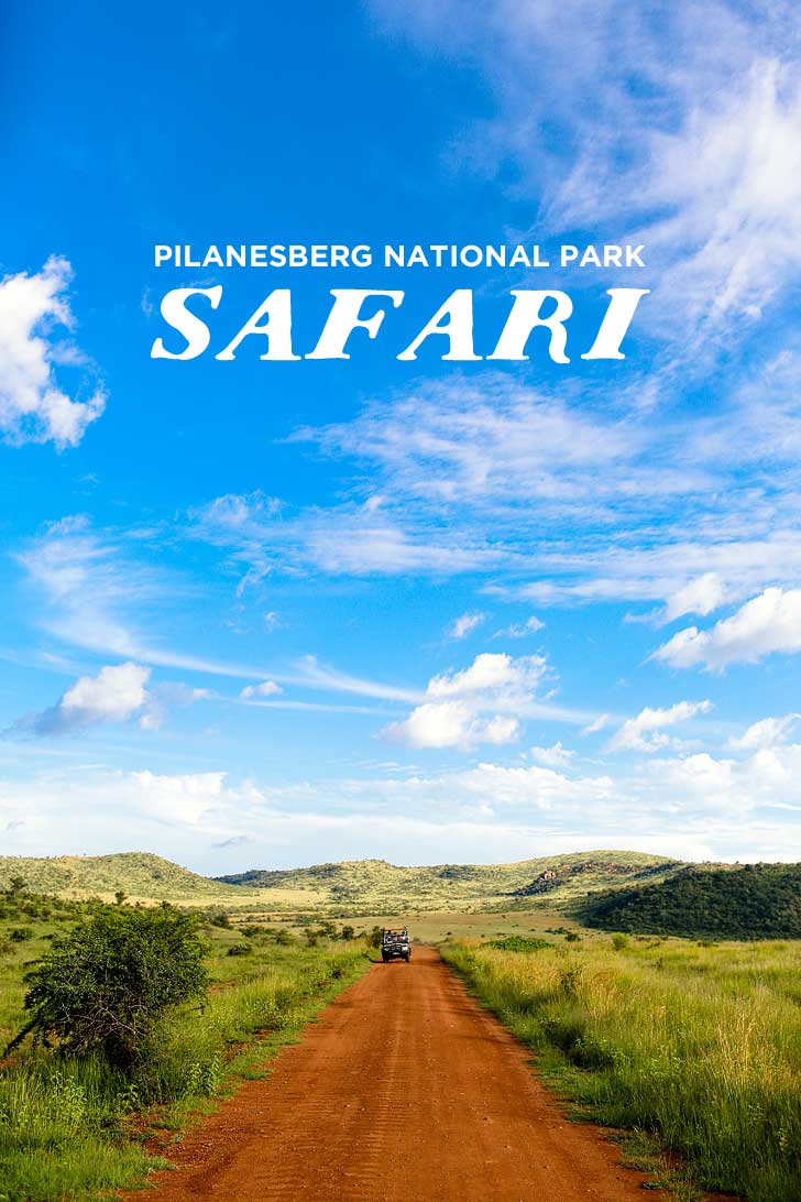 An Amazing Safari Day Trip to Pilanesberg National Park from Johannesburg South Africa // localadventurer.com