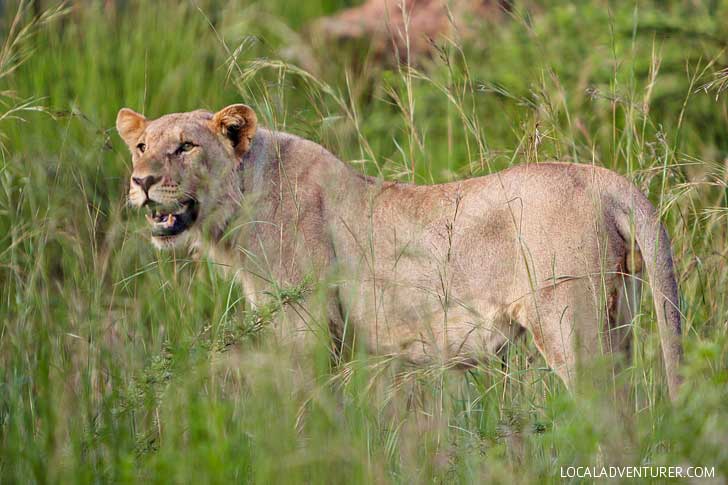 Pilanesberg Nature Reserve Safari - an Amazing Day Trip from Johannesburg South Africa // localadventurer.com