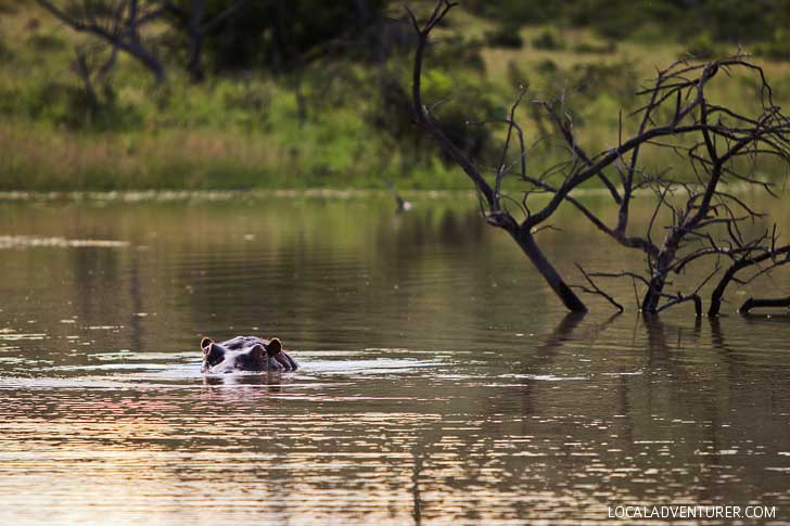 Pilanesberg National Park Safari - an Amazing Day Trip from Johannesburg South Africa // localadventurer.com