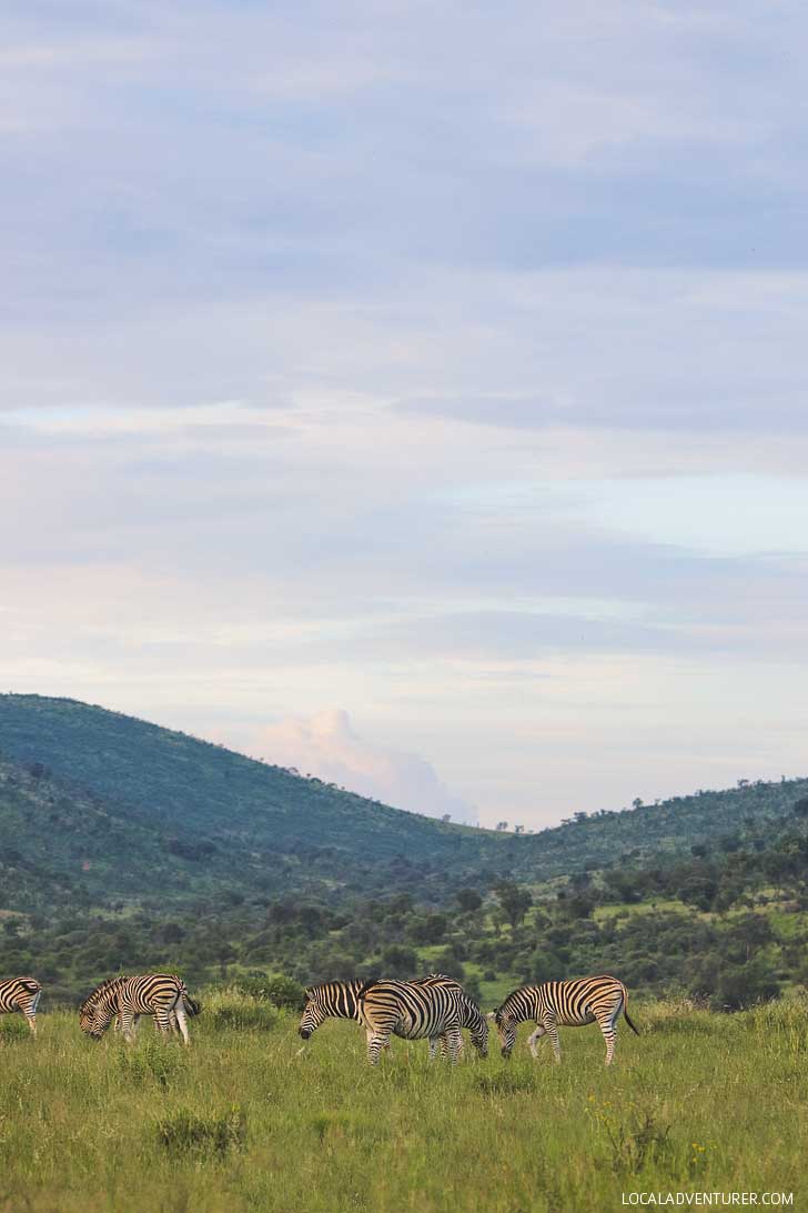 Pilanesberg Safari - an Amazing Day Trip from Johannesburg South Africa // localadventurer.com