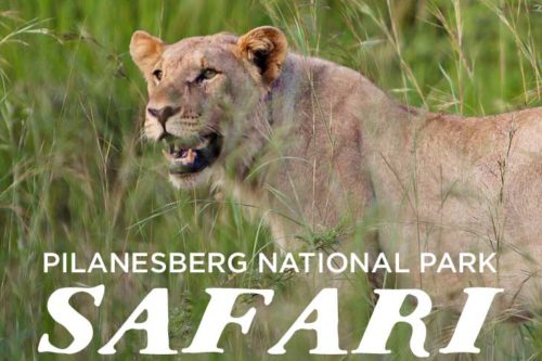 Pilanesberg National Park Safari – Day Trip from Johannesburg