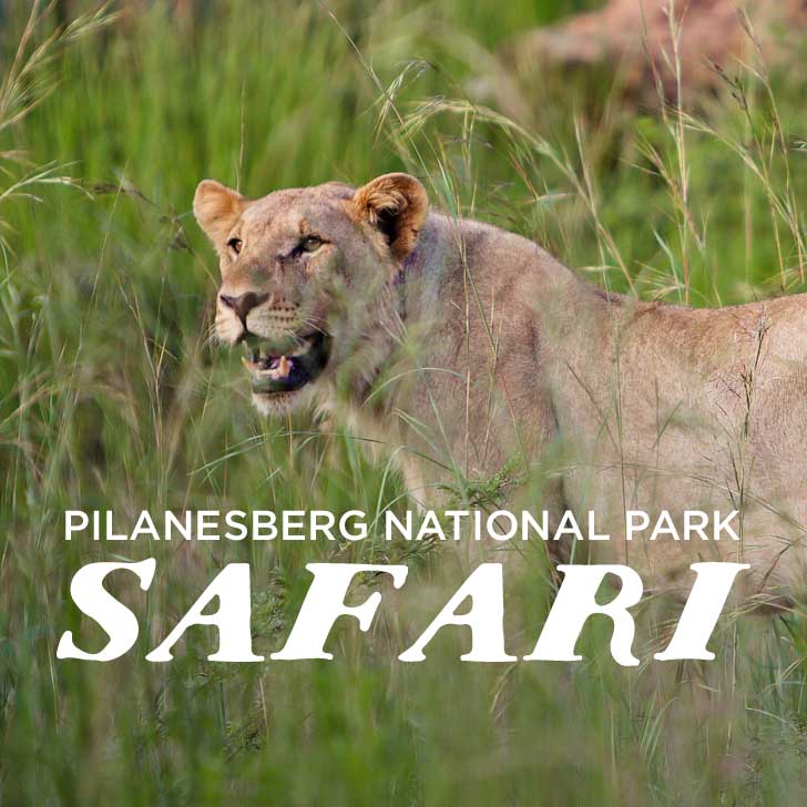 You are currently viewing Pilanesberg National Park Safari – Day Trip from Johannesburg