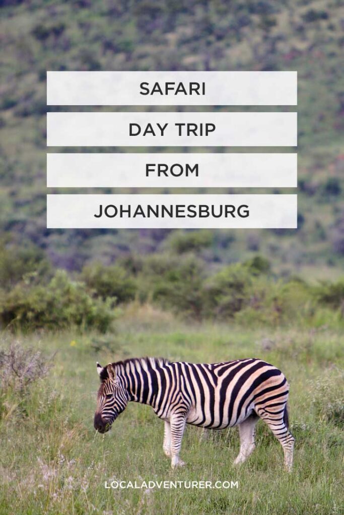 Pilanesberg National Park Safari - an Amazing Day Trip from Johannesburg South Africa // localadventurer.com