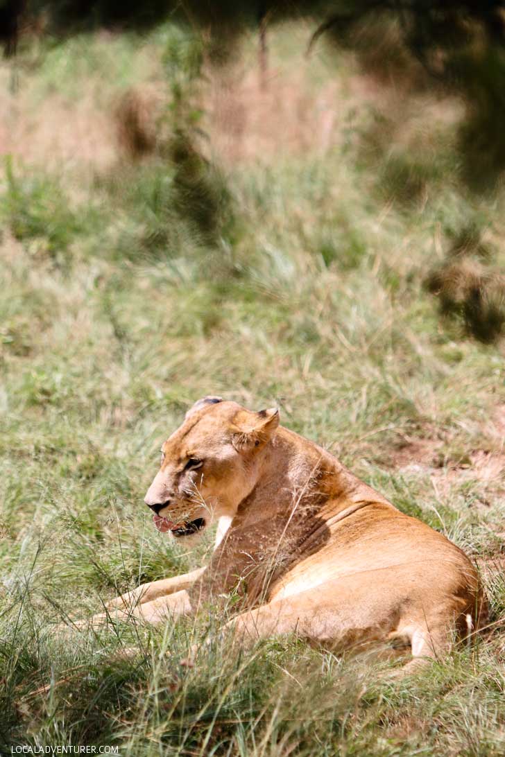 The Lion Park in the Cradle of Humankind is a great way to encounter some of Africa's big five especially if you're only in Johannesburg South Africa for a short time,// localadventurer.com