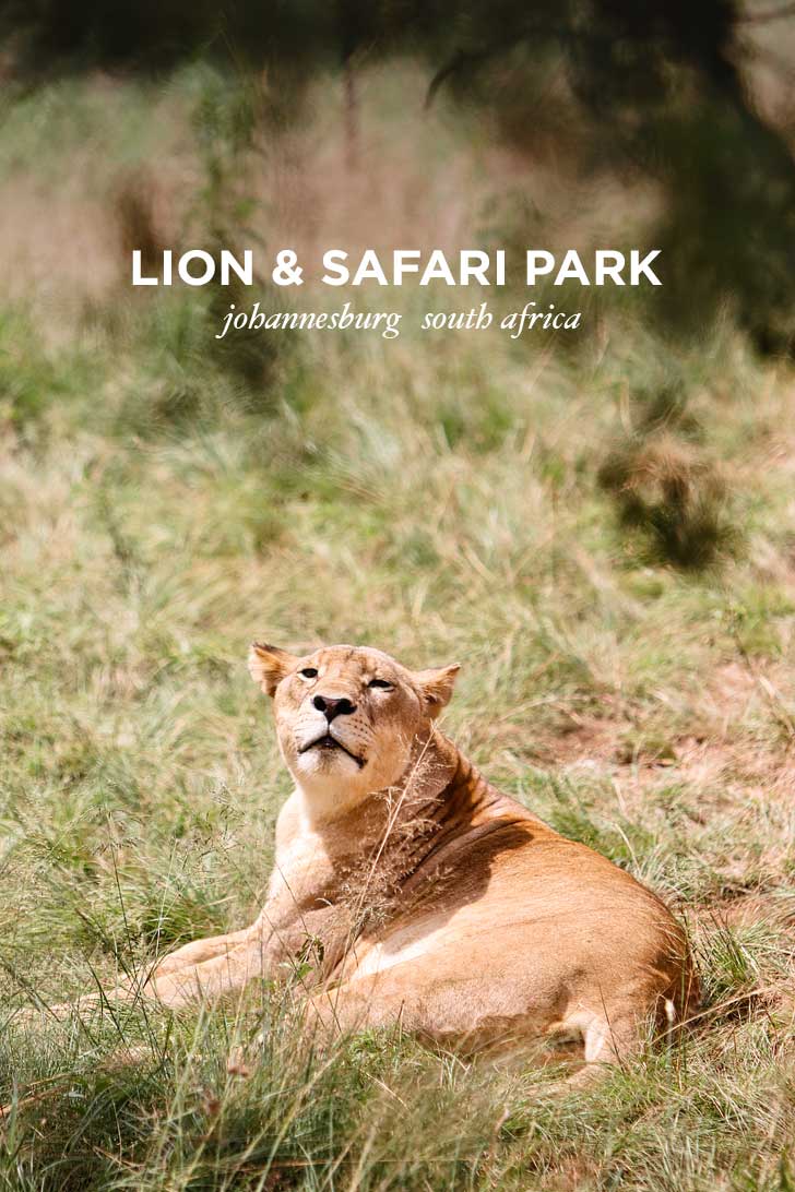 The Lion Park Johannesburg South Africa - great way to see the big 5 and they have different safaris based on your time // localadventurer.com