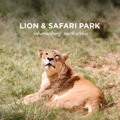 The Lion Park Johannesburg South Africa - great way to see the big 5 and they have different safaris based on your time // localadventurer.com