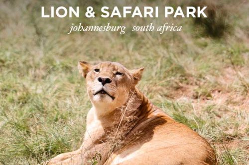 The Lion Park Johannesburg South Africa