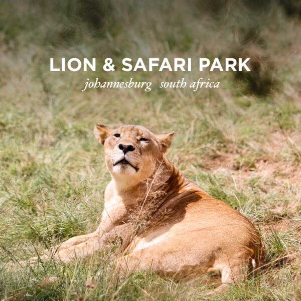 The Lion Park Johannesburg South Africa One Day Mini Safaris