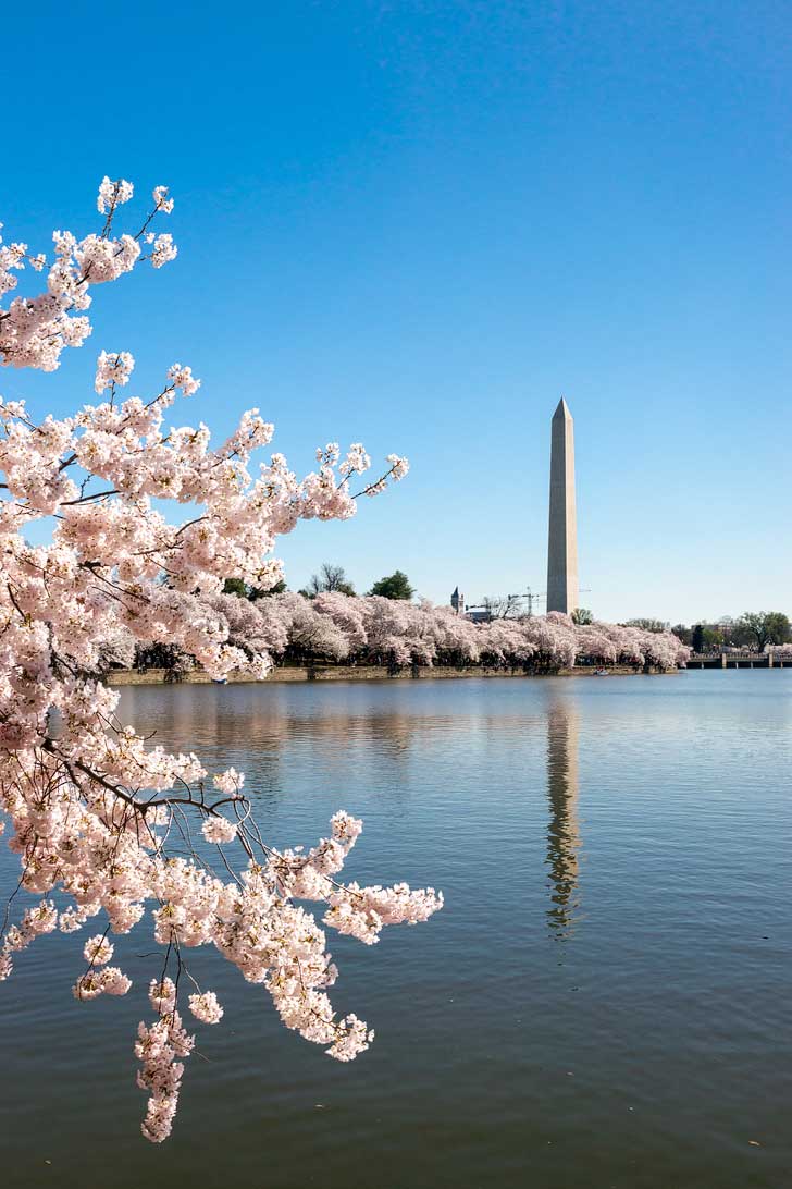 Where to See Cherry Blossoms in the US » Local Adventurer » Travel ...