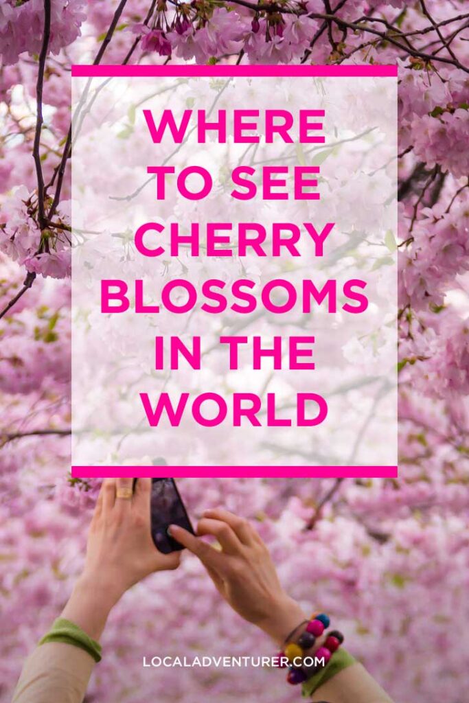 Where to See Cherry Blossoms in the World // localadventurer.com