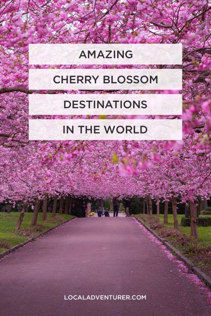 Best Places to See Cherry Blossoms in the World // localadventurer.com