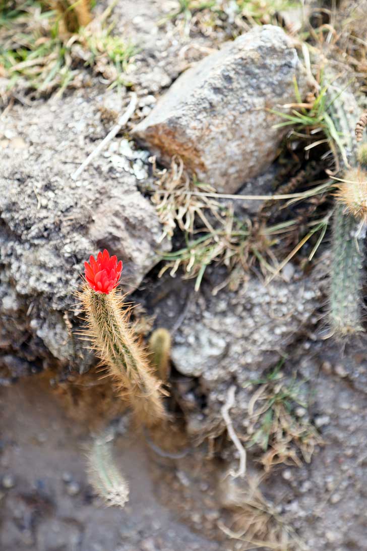 Flora on the Inca Trek // localadventurer.com