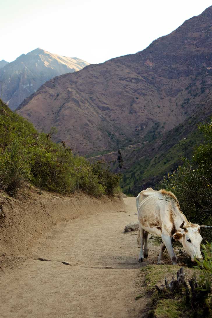 Fauna on the Inca Path to Machu Picchu // localadventurer.com