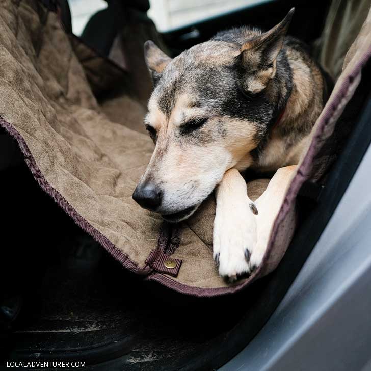 How to Travel with a Dog - Essential Dog Travel Tips // localadventurer.com