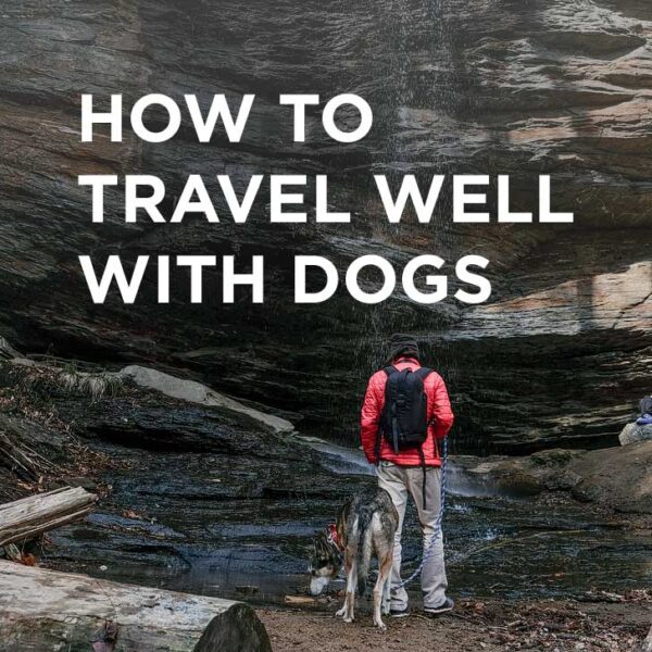 How to Travel with a Dog Essential Dog Travel Tips