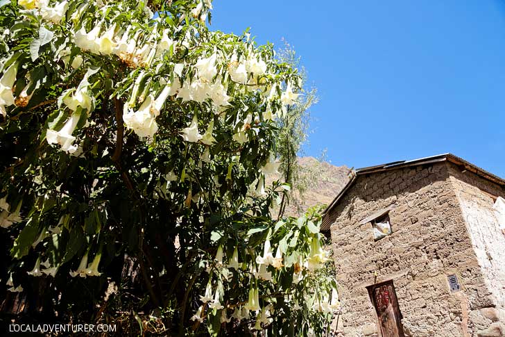 Jimsonweed Growing in Peru South America // localadventurer.com