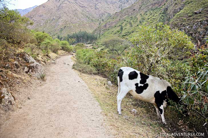 Inca Trail Photos // localadventurer.com