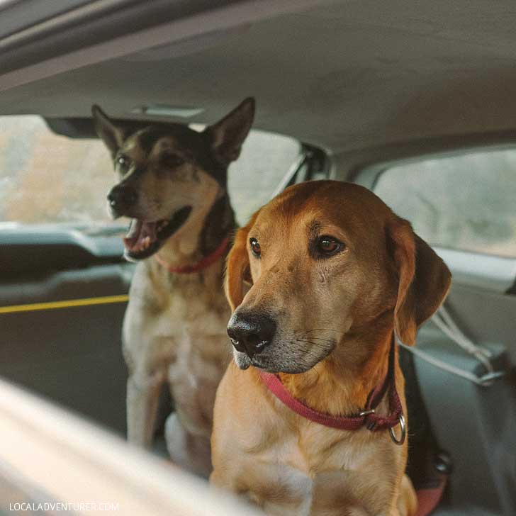 How to Travel with a Dog - Essential Dog Travel Tips // localadventurer.com