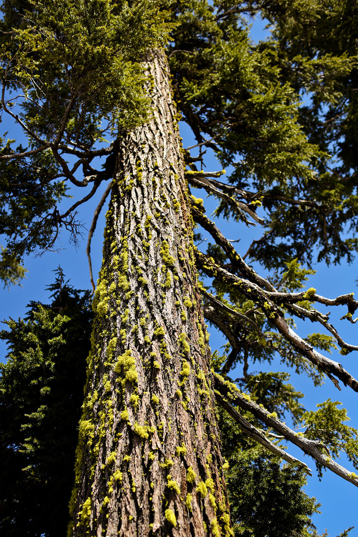 Everything You Need to Know About Crater Lake Hikes, Ski Trails, Camping + Accommodations // localadventurer.com