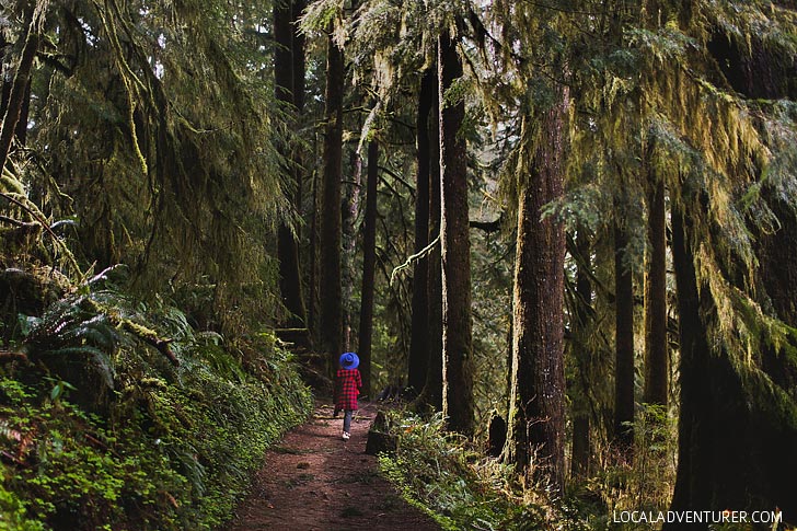 Drift Creek Falls Trail, Lincoln City, Oregon Coast // localadventurer.com